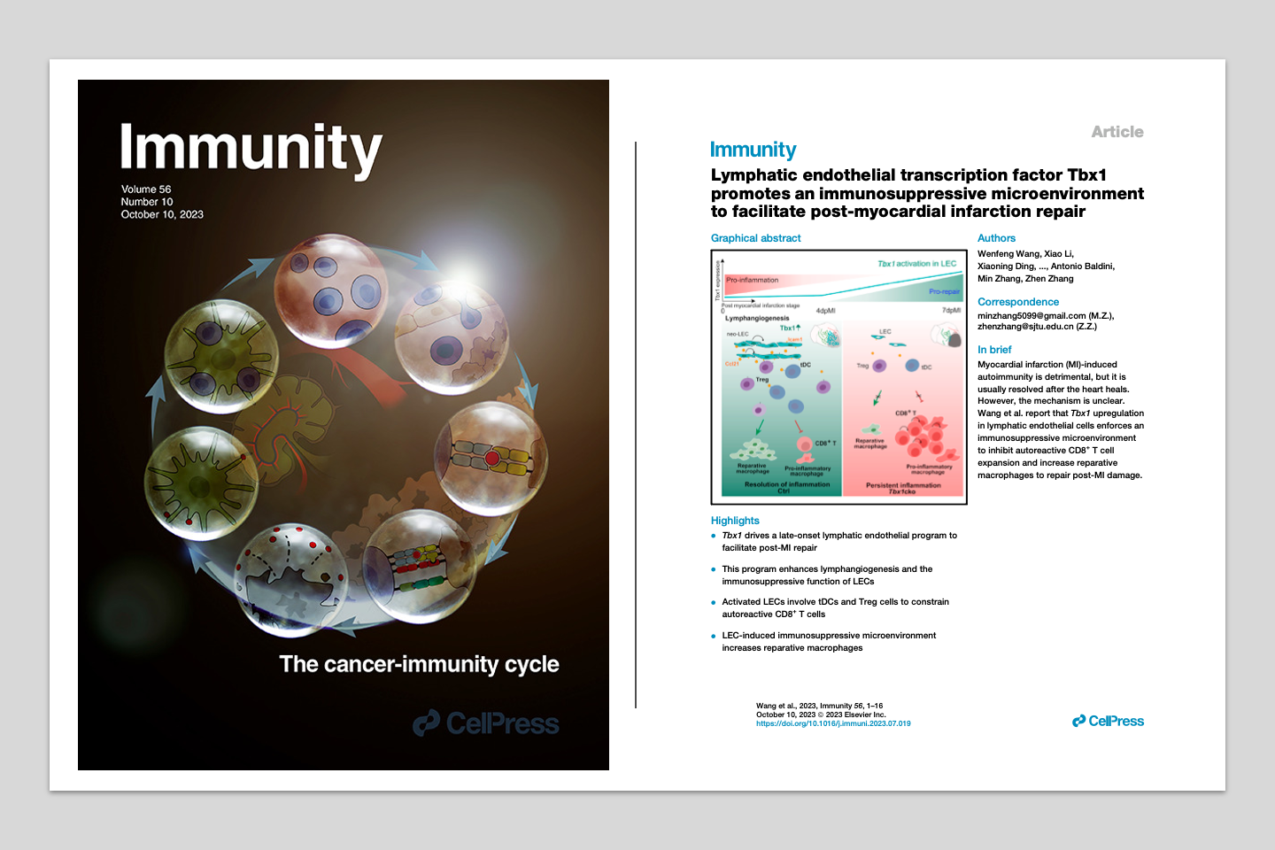 Pioneering study in Immunity: TBX1 restrains autoimmunity after myocardial infarction