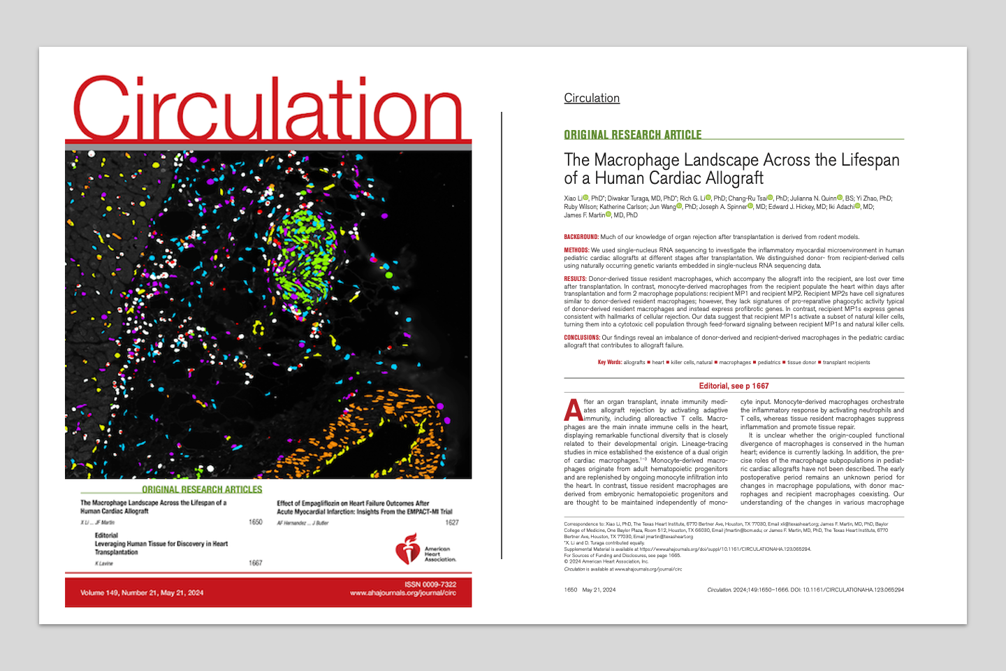 First single-cell macrophage atlas across the lifespan of a human cardiac allograft